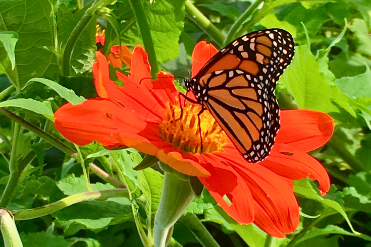 Plant Fest Carlisle Sale