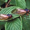 Cicadas Brood V