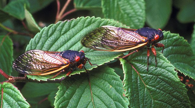 Cicadas Brood V