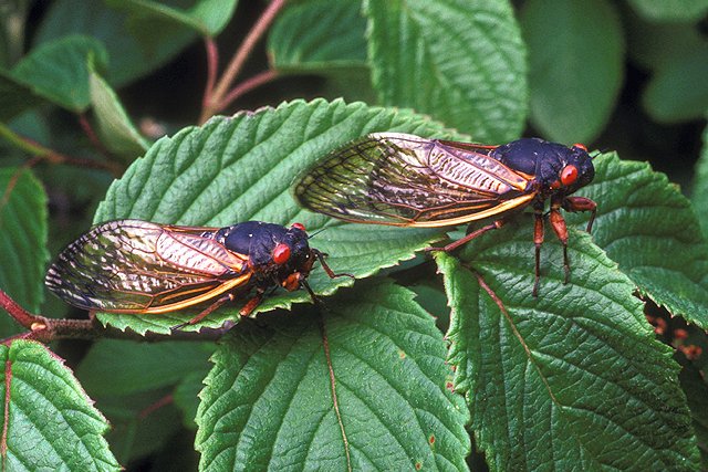Cicadas Brood V