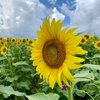 Limited -Hello Harford -Main Photo Harford County Sunflower Field
