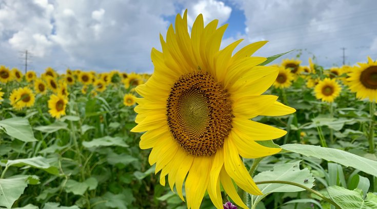 Limited -Hello Harford -Main Photo Harford County Sunflower Field