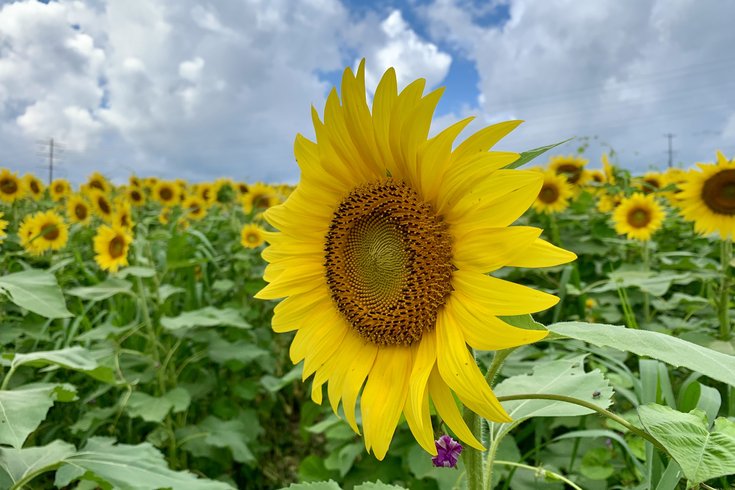 Limited -Hello Harford -Main Photo Harford County Sunflower Field