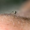 Malaria New Jersey