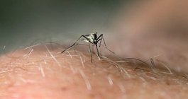 Malaria New Jersey