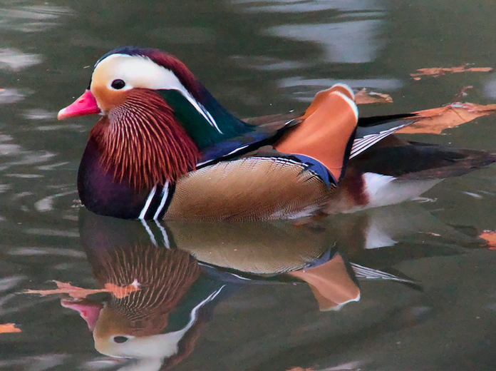 Delco Birder Photographs Rare Mandarin Duck At Ridley Park Lake Phillyvoice,How To Make Fried Plantains Crispy