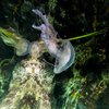 Mauve stinger jellyfish New Jersey