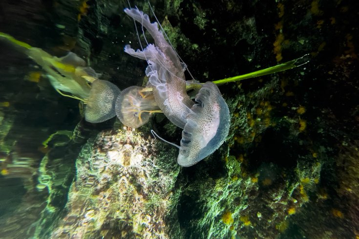 Mauve stinger jellyfish New Jersey