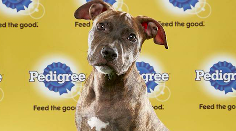 Puppy Bowl Max