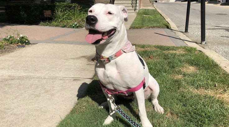 Pet of the Week: Mia