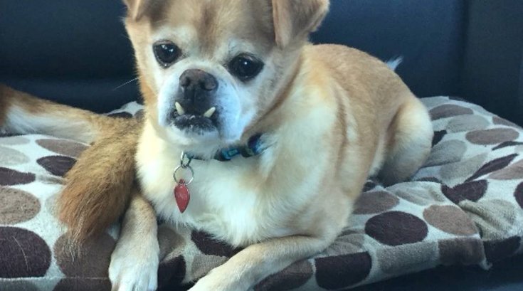 Monkey Dog