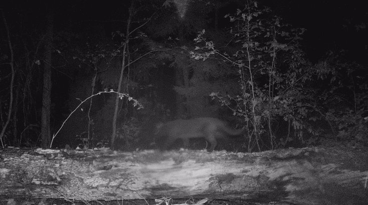 South Jersey Mountain Lion?