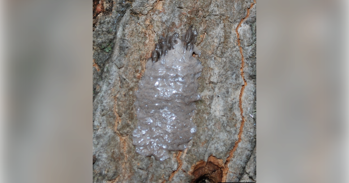 Spotted lanternfly could be in your Christmas tree | PhillyVoice