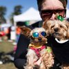 PAWS Mutt Strut