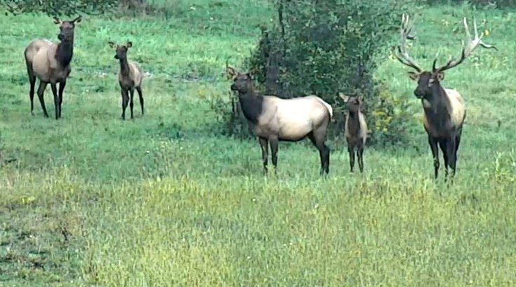 Elk Cam
