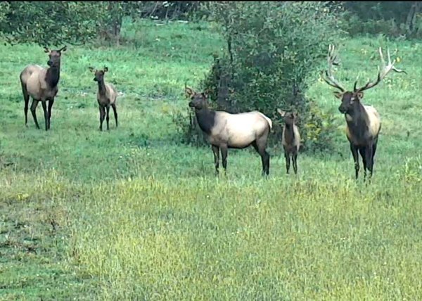 Elk Cam