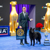 National Dog Show turns 25.png