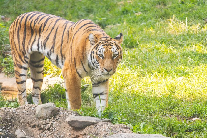 New Tiger Philadelphia Zoo.jpg