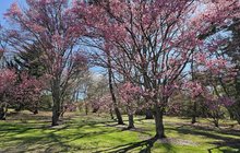 Okame-flowering-cherry_MArmstrong (5).jpg