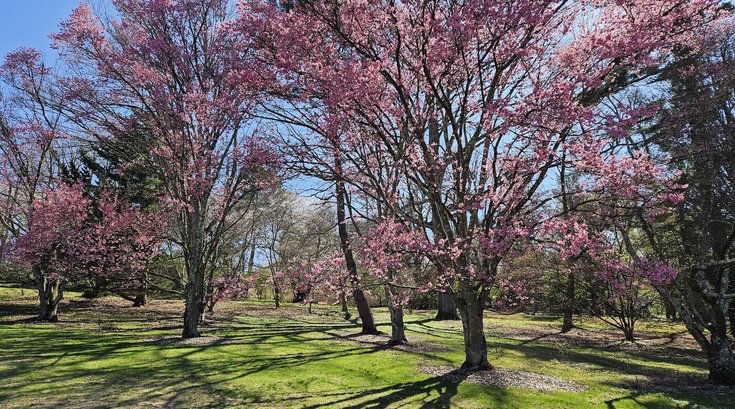 Okame-flowering-cherry_MArmstrong (5).jpg