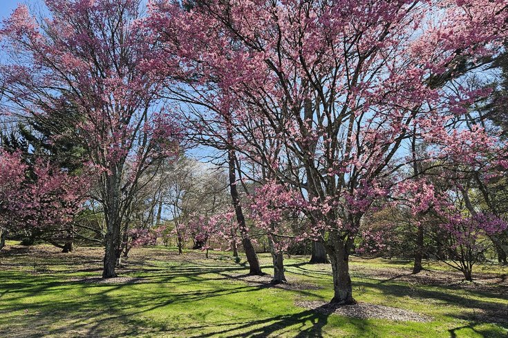 Okame-flowering-cherry_MArmstrong (5).jpg