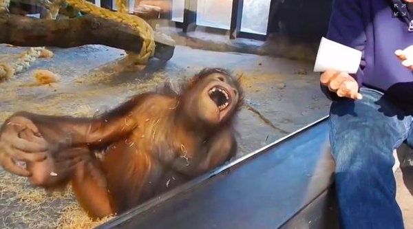 121015_Orangutan