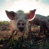 Organic Farms Don't Guarantee Animals Happiness