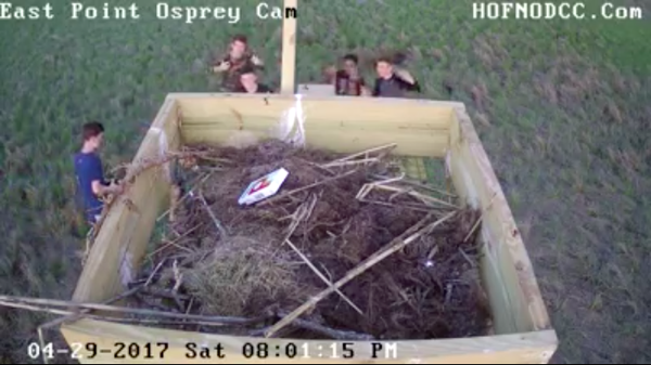 050217_Ospreynest