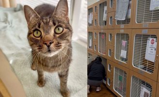 Paws building collapse