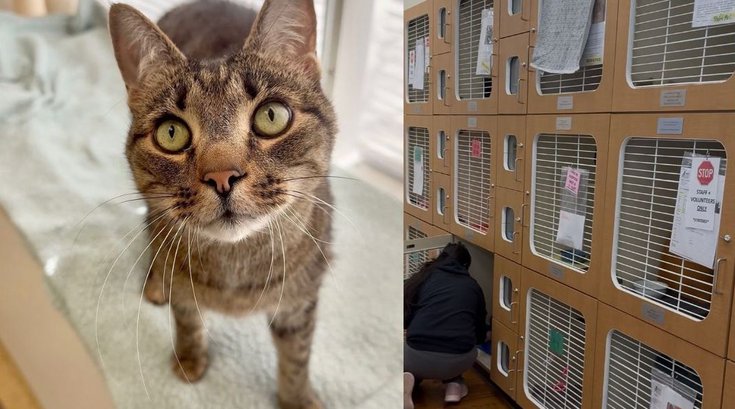 Paws building collapse