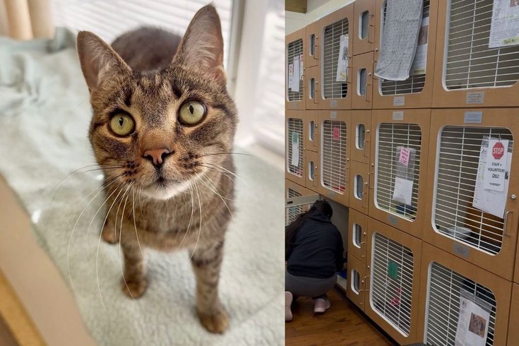 Paws building collapse