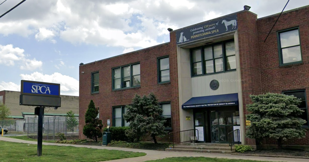 Taryn Hatcher is giving away her Phillies gear to raise money for the Pennsylvania SPCA