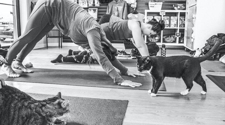 Yoga with cats