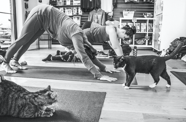 Yoga with cats