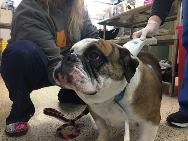 PSPCA bulldog 