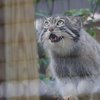 Pallas's cats are among the new animals at Elmwood Park Zoo
