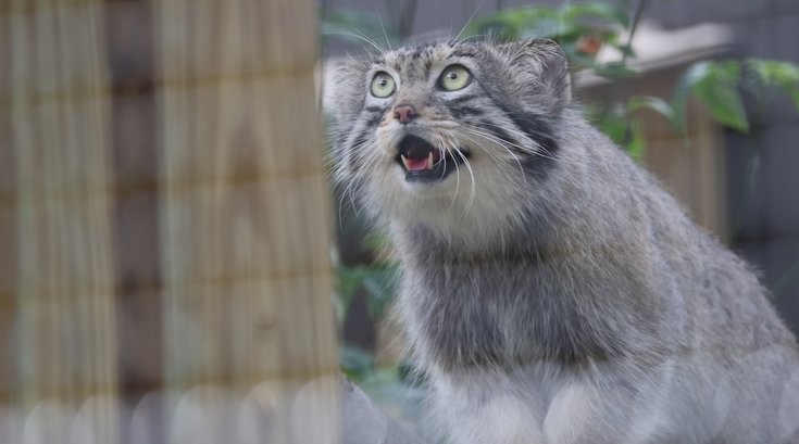 Pallas's cats are among the new animals at Elmwood Park Zoo