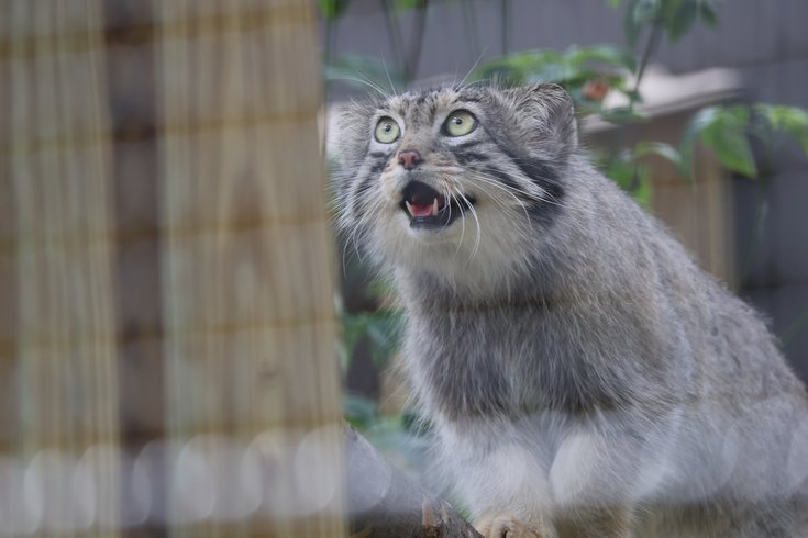 Pallas's cats are among the new animals at Elmwood Park Zoo