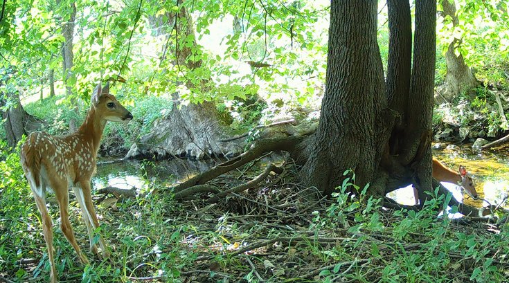 Penn Vet camera project