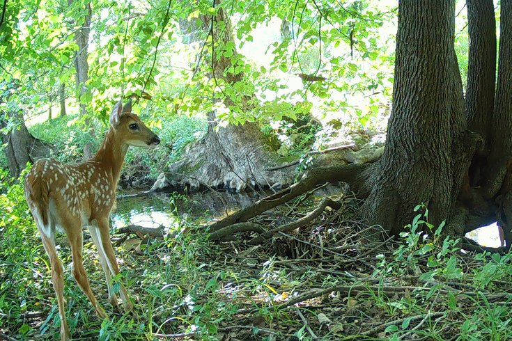 Penn Vet camera project