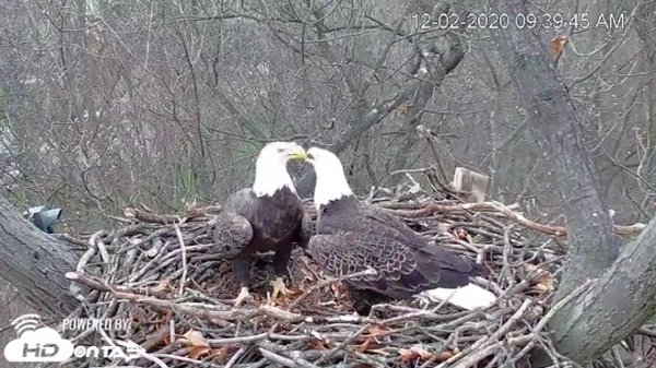 bald eagle video cam