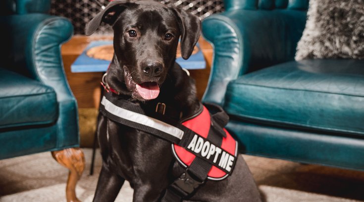 Pet of the Week: Mummer