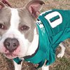 Pet Adoption Super Bowl Special