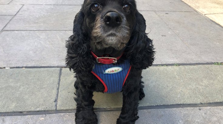 Pet of the Week: Bella