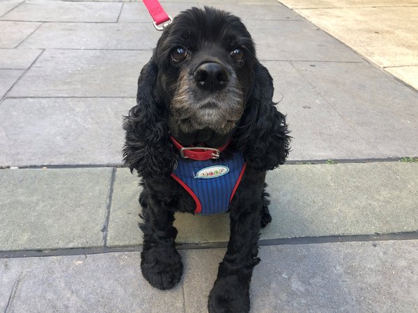 Pet of the Week: Bella