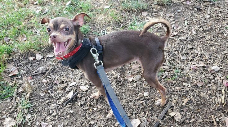 Pet of the Week: Fizzgig