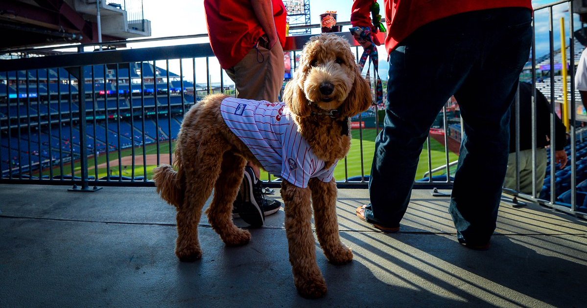 The Dog Days of Summer: Man's best friend(s) take in a Phillies