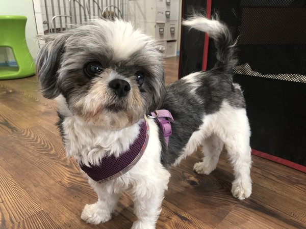 Pet of the Week: Sasquatch