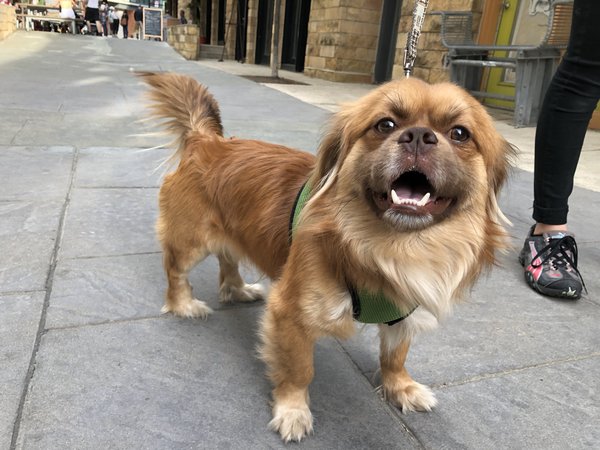 Pet of the Week: Steve Buscemi
