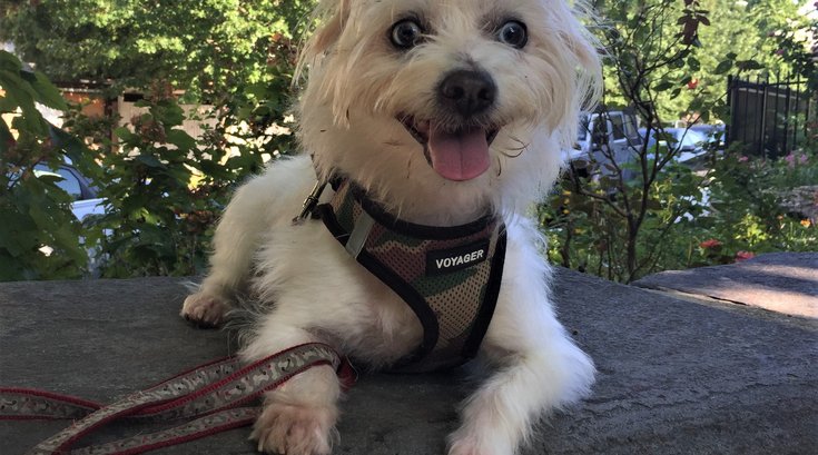 Pet of the Week: Nickelodeon